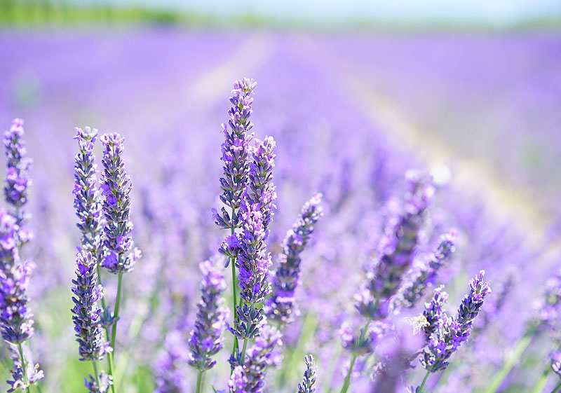 AROMAS E FRAGRÂNCIAS